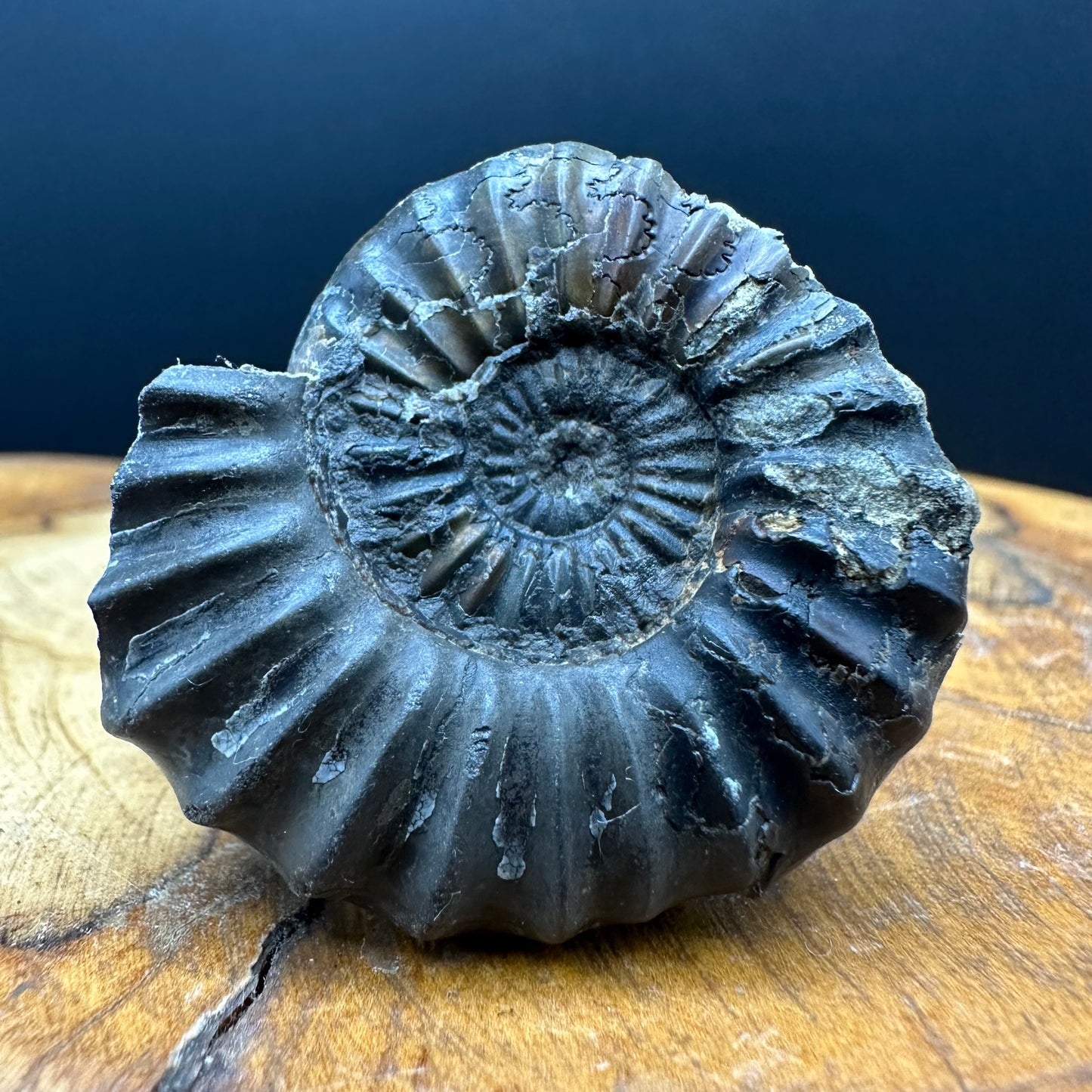 Aegasteroceras sagittarium ammonite fossil with box and stand - Whitby, North Yorkshire Jurassic Coast Yorkshire Fossils