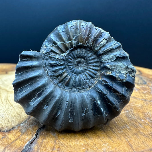 Aegasteroceras sagittarium ammonite fossil with box and stand - Whitby, North Yorkshire Jurassic Coast Yorkshire Fossils