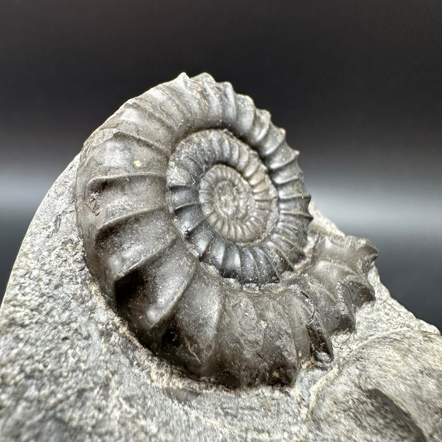 Arnioceras ammonite shell fossil with box and stand - Whitby, North Yorkshire Jurassic Coast Yorkshire Fossils