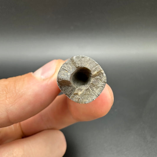 Belemnite (Fossil Squid) shell fossil - Whitby, North Yorkshire Jurassic Coast Yorkshire Fossils