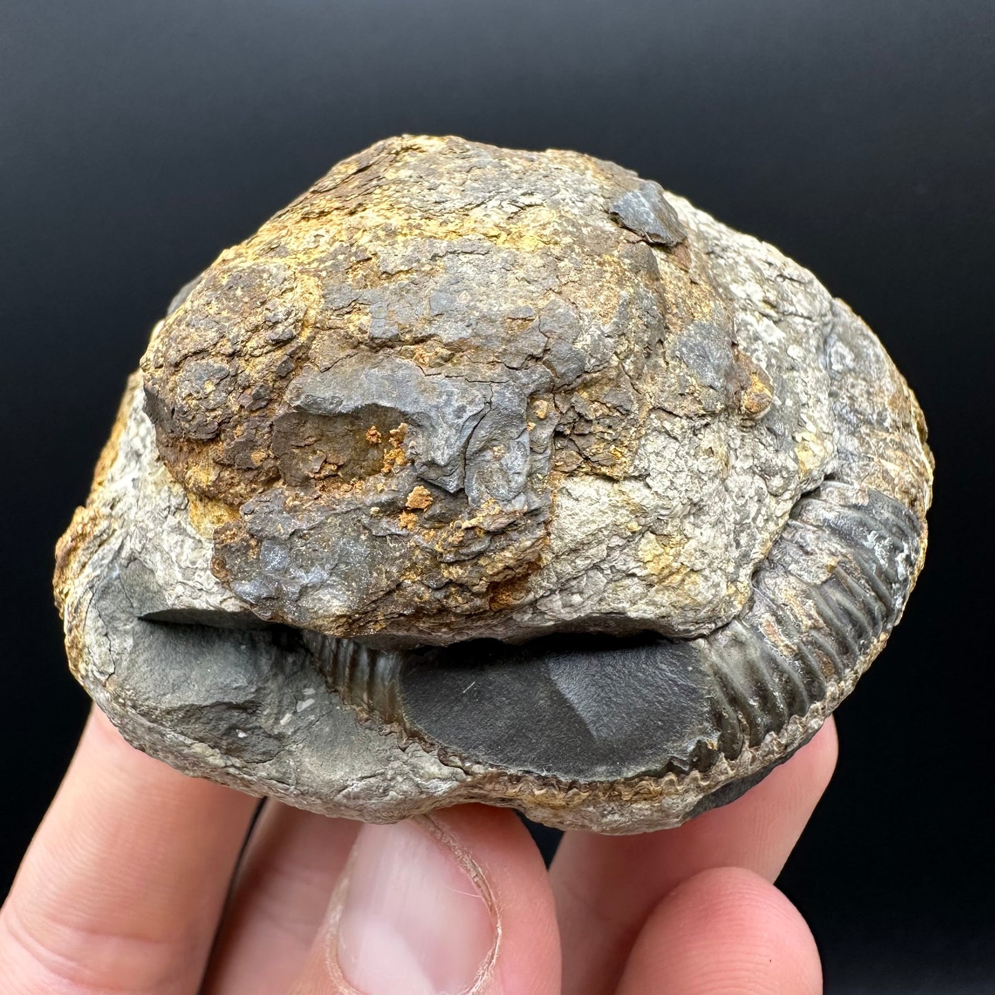Dactylioceras Ammonite nodule (split pair) Fossil With Box And Stand - Whitby, North Yorkshire Jurassic Coast Yorkshire Fossils