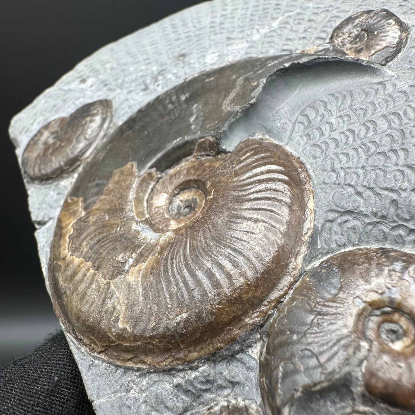 Eleganticeras Elegantulum ammonite fossil with stand - Whitby, North Yorkshire Jurassic Coast, Yorkshire Fossils