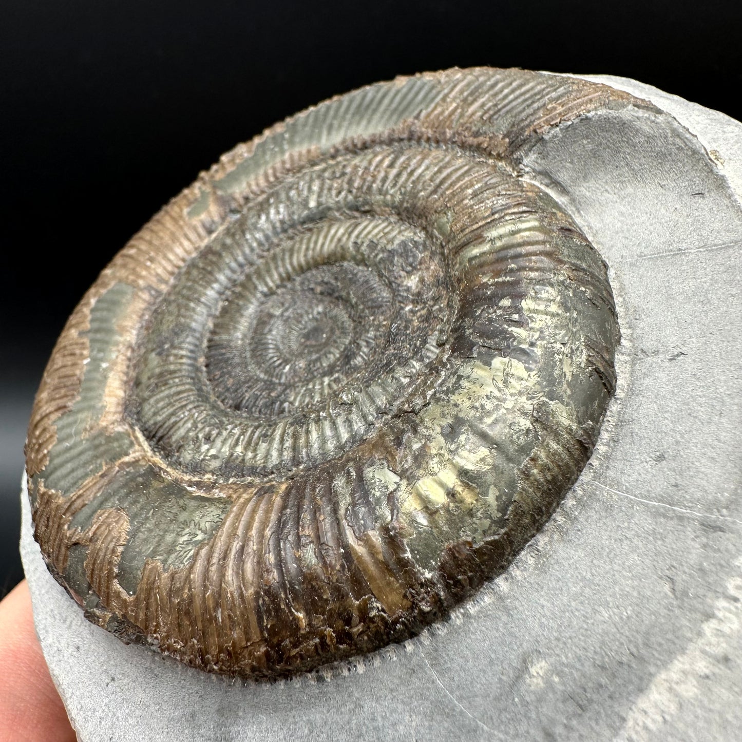 Dactylioceras semicelatum Ammonite fossil with stand - Whitby, North Yorkshire Jurassic Coast Yorkshire Fossils