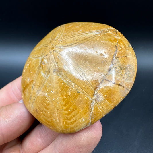 Holectypus Sea Urchin Fossil With Box And Stand - Middle Jurassic Madagascar