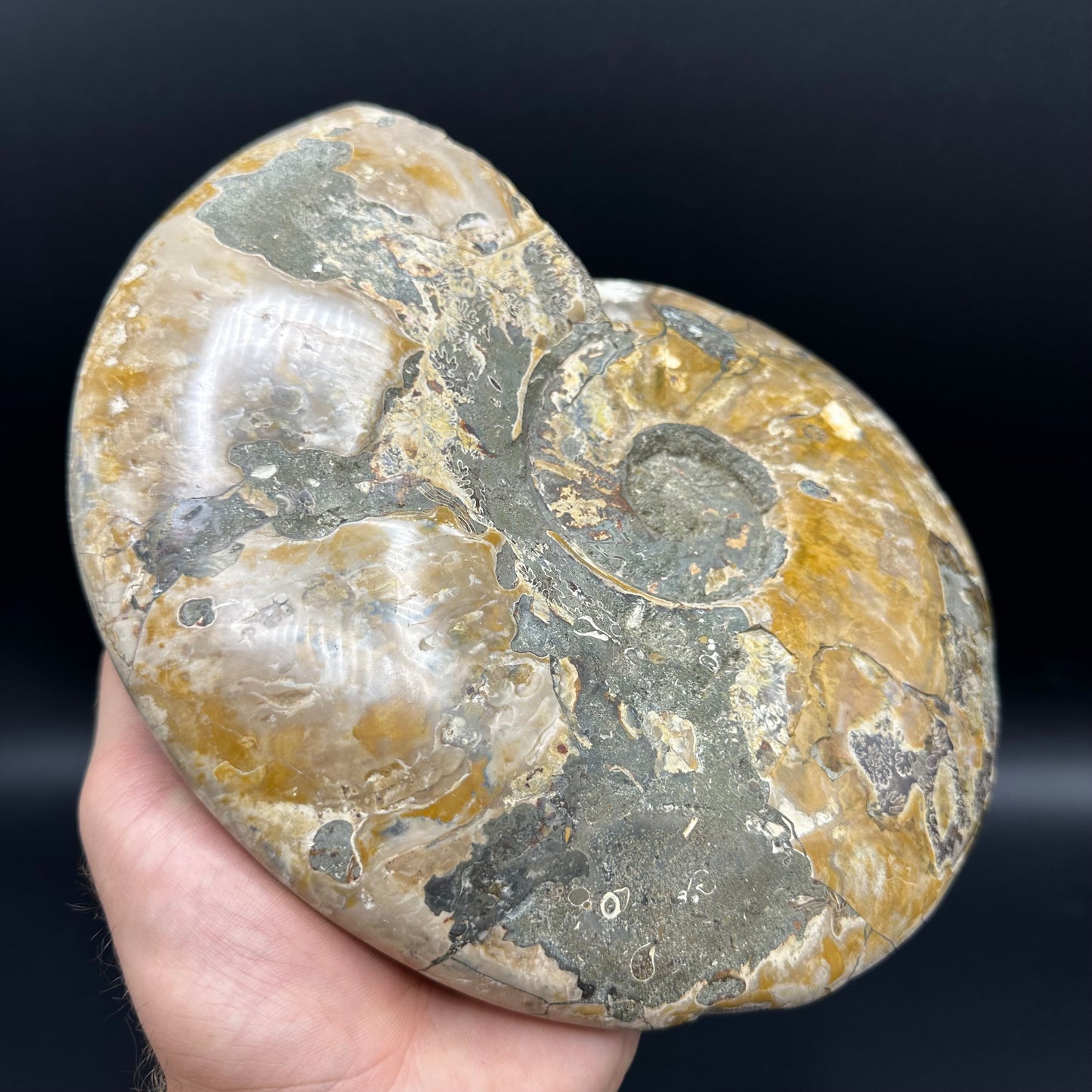 Cleoniceras Ammonite Fossil With Stand - Cretaceous Ammonite Madagascar