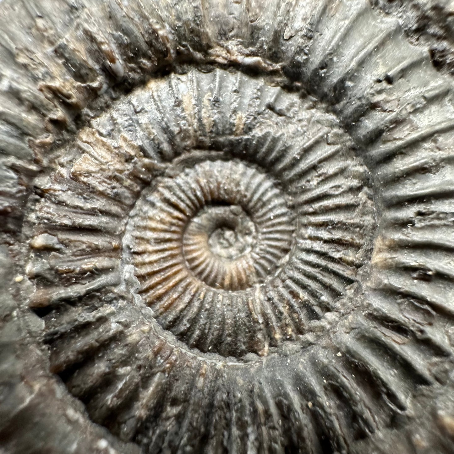 Dactylioceras Ammonite Fossil With Box And Stand - Whitby, North Yorkshire Jurassic Coast Yorkshire Fossils