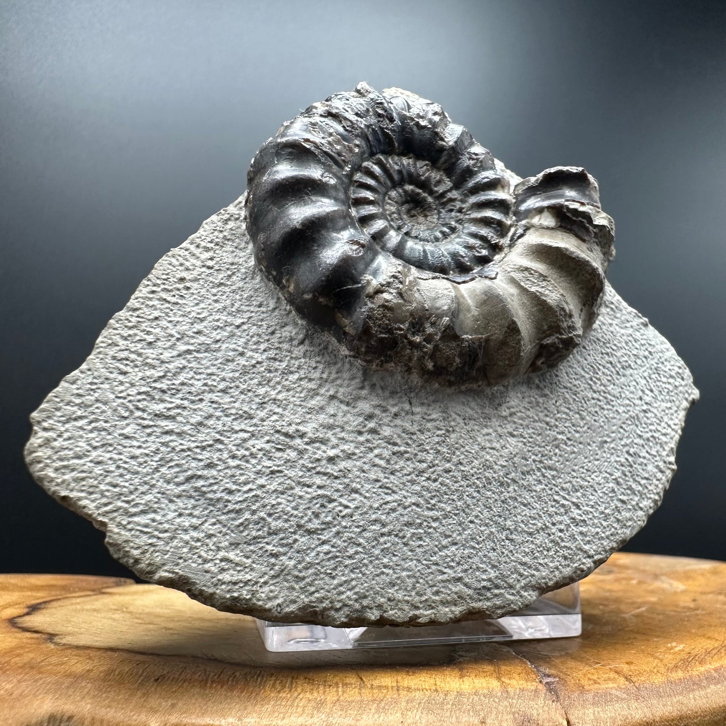 Androgynoceras maculatum ammonite fossil with box and stand - Whitby, North Yorkshire Jurassic Coast Yorkshire Fossils