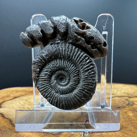 ‘Rammonite’ Snakestone Ammonite Fossil With Bag/Box And Stand - Whitby, North Yorkshire Jurassic Coast Yorkshire Fossils