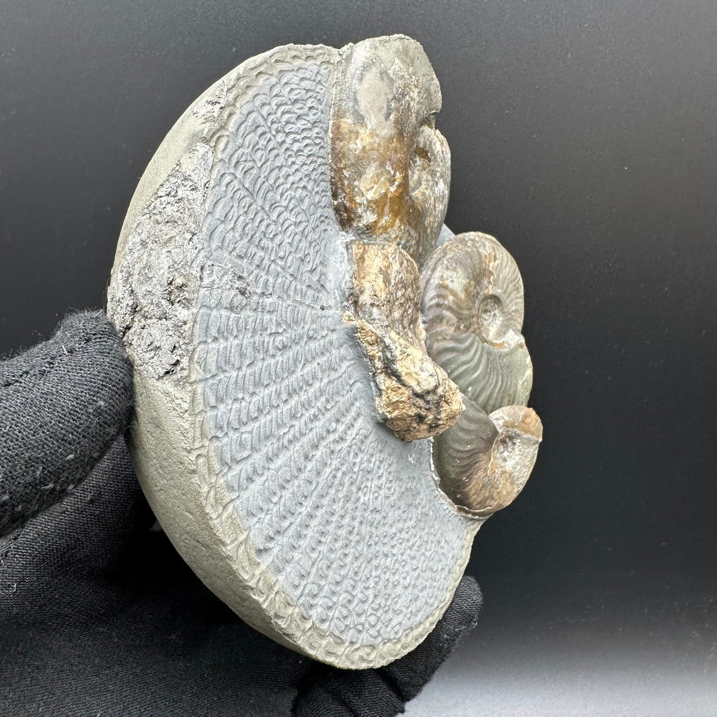 Eleganticeras Elegantulum ammonite / Coprolite fossil with box and stand - Whitby, North Yorkshire Jurassic Coast, Yorkshire Fossils