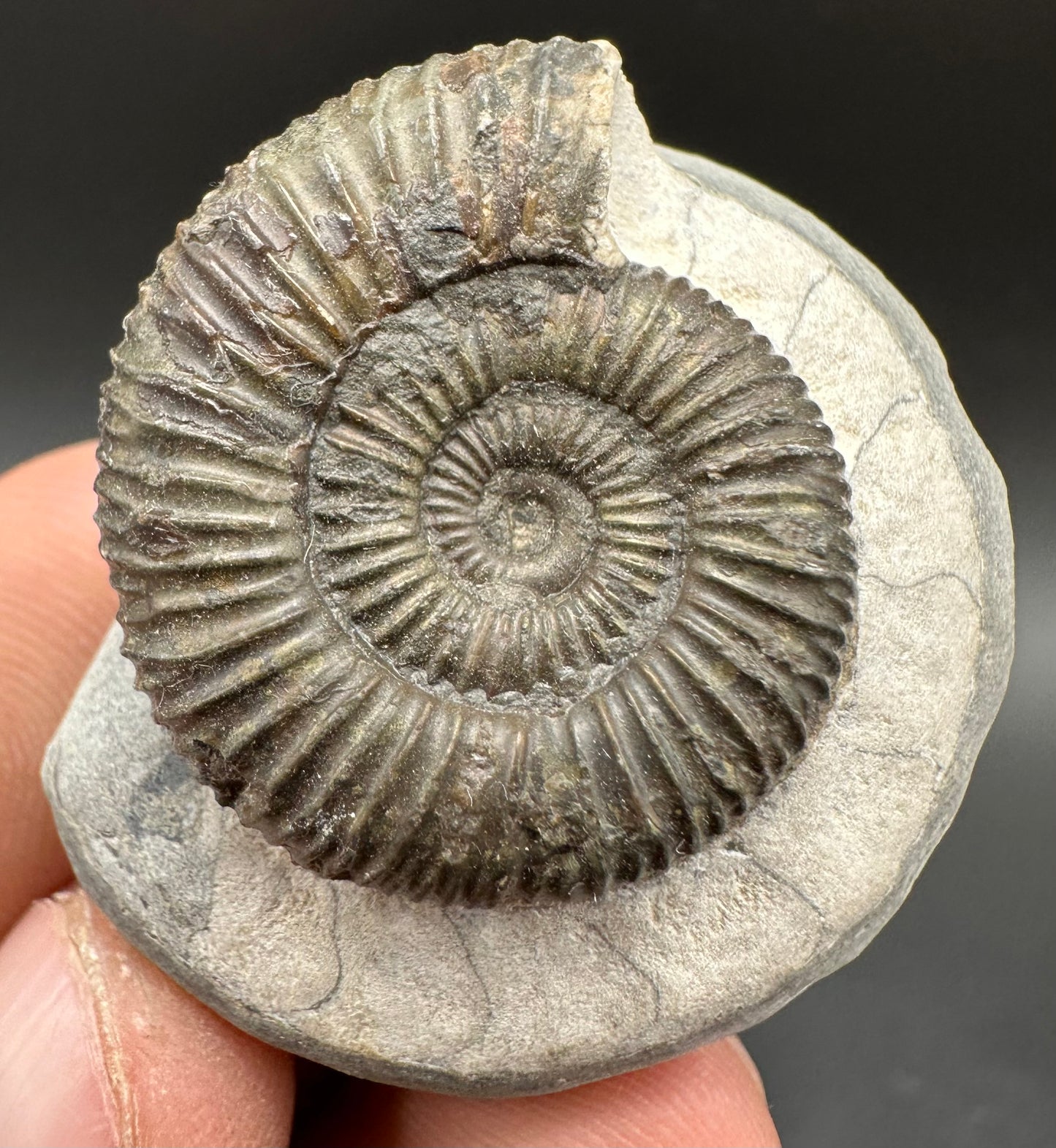 Dactylioceras Ammonite Fossil With Box And Stand - Whitby, North Yorkshire Jurassic Coast Yorkshire Fossils