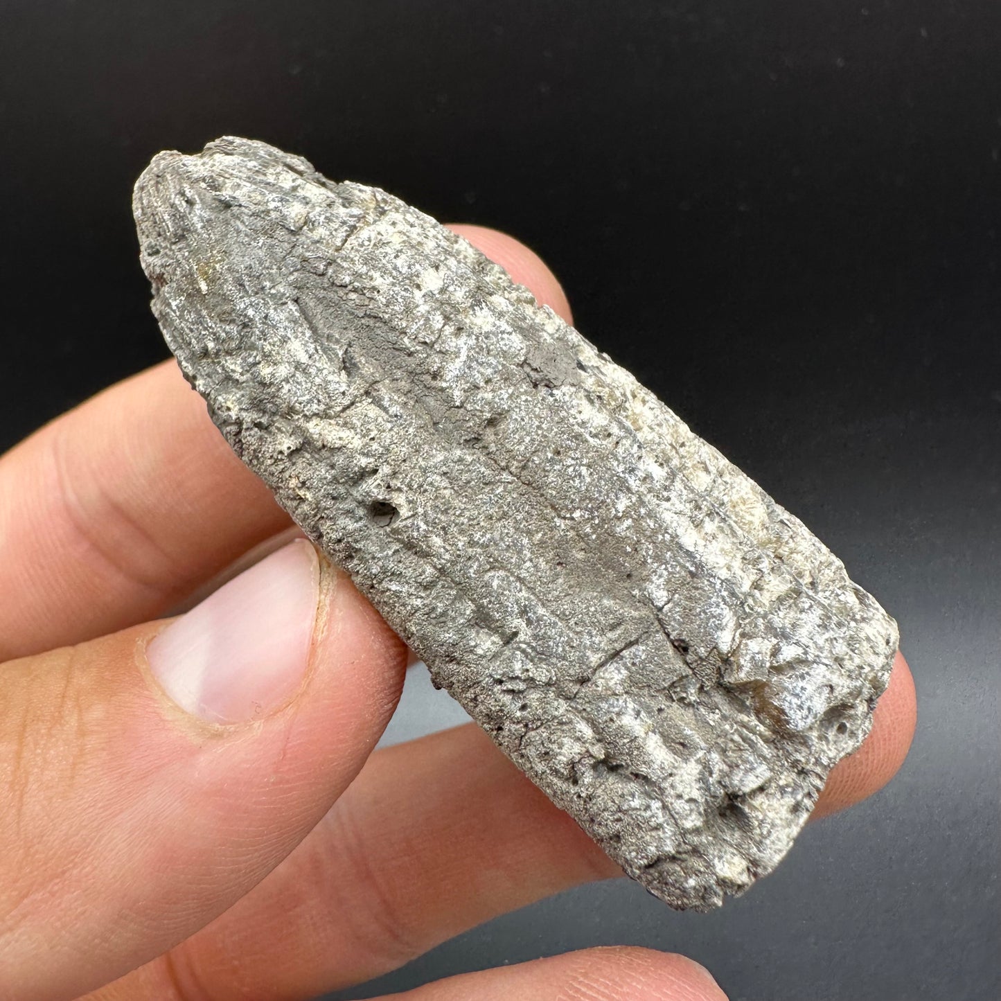 Belemnite (Fossil Squid) shell fossil - Whitby, North Yorkshire Jurassic Coast Yorkshire Fossils