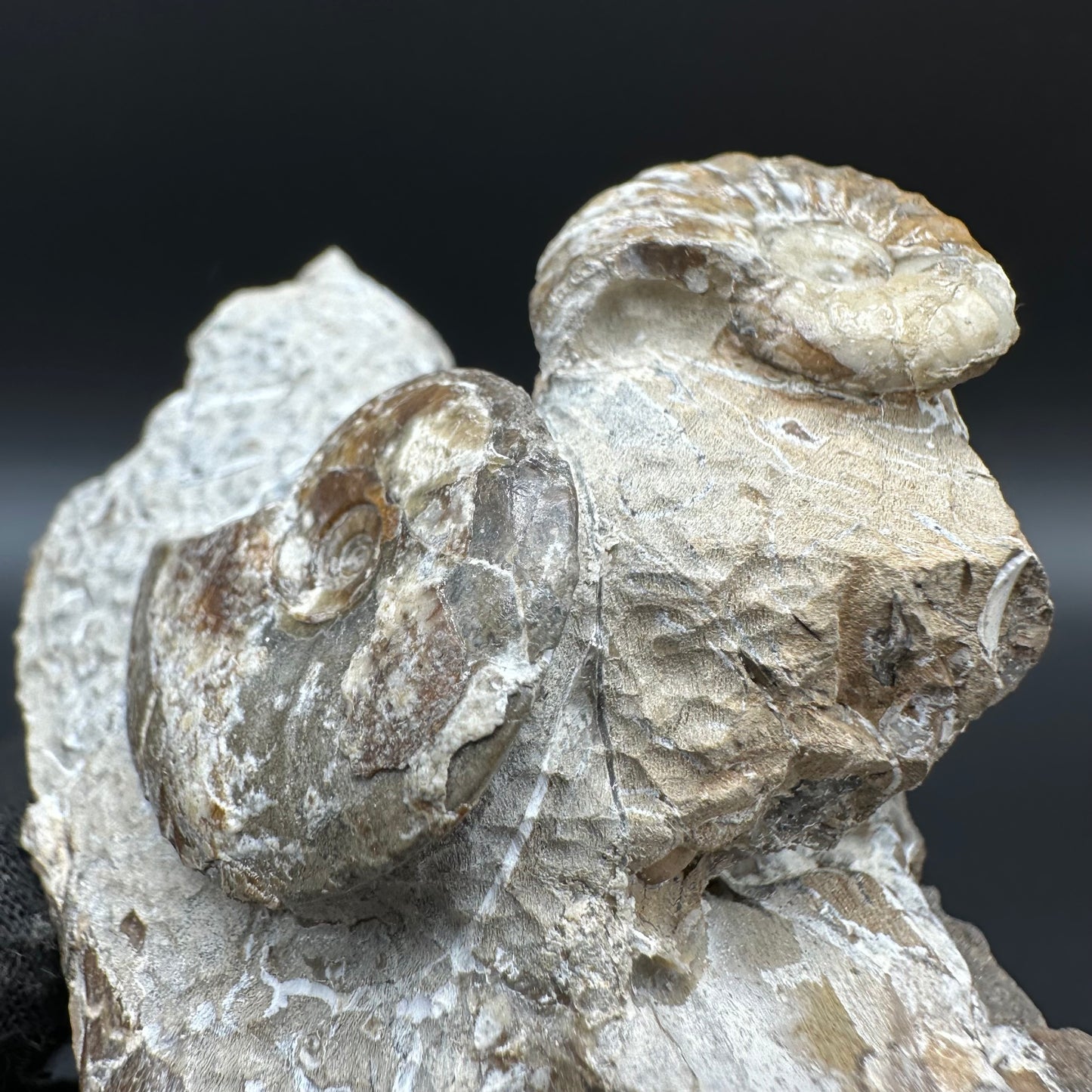 Amaltheus striatus ammonite fossil with box and stand - Whitby, North Yorkshire Jurassic Coast Yorkshire Fossils