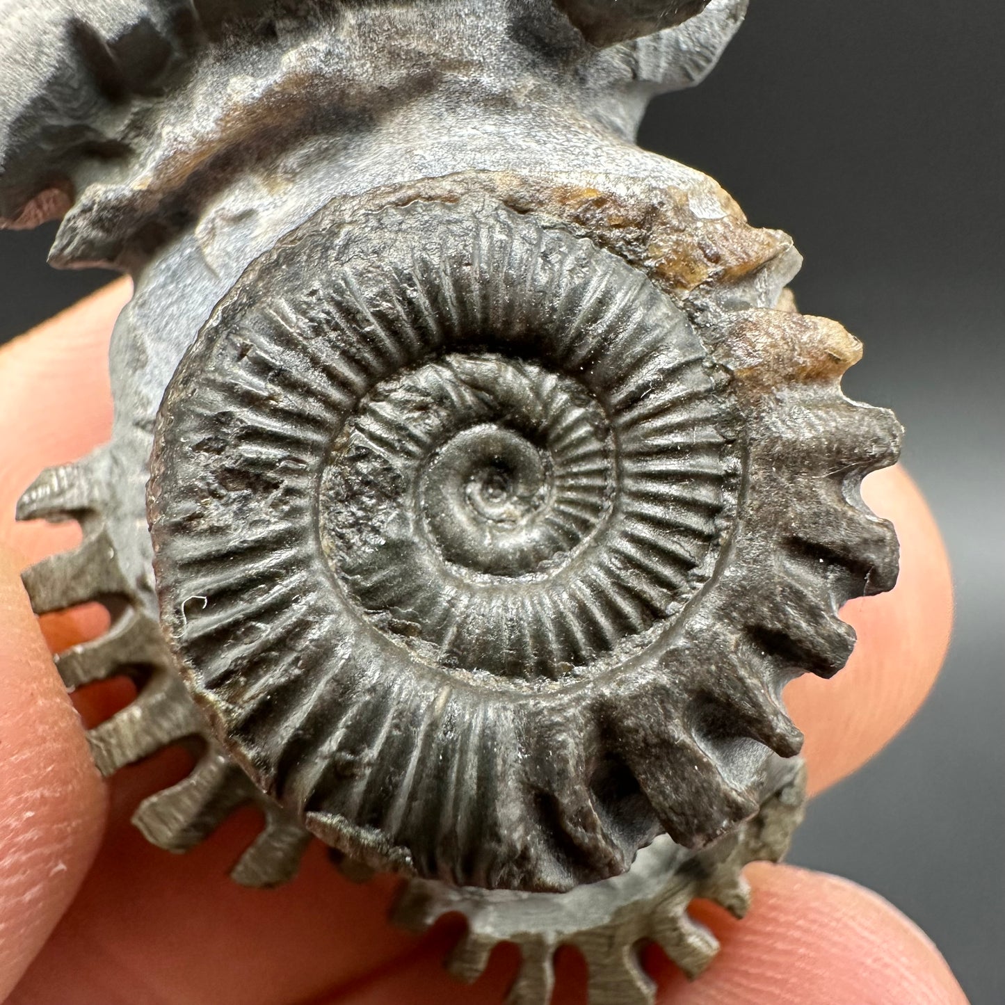 ‘Rammonite’ Snakestone Ammonite Fossil With Bag/Box And Stand - Whitby, North Yorkshire Jurassic Coast Yorkshire Fossils
