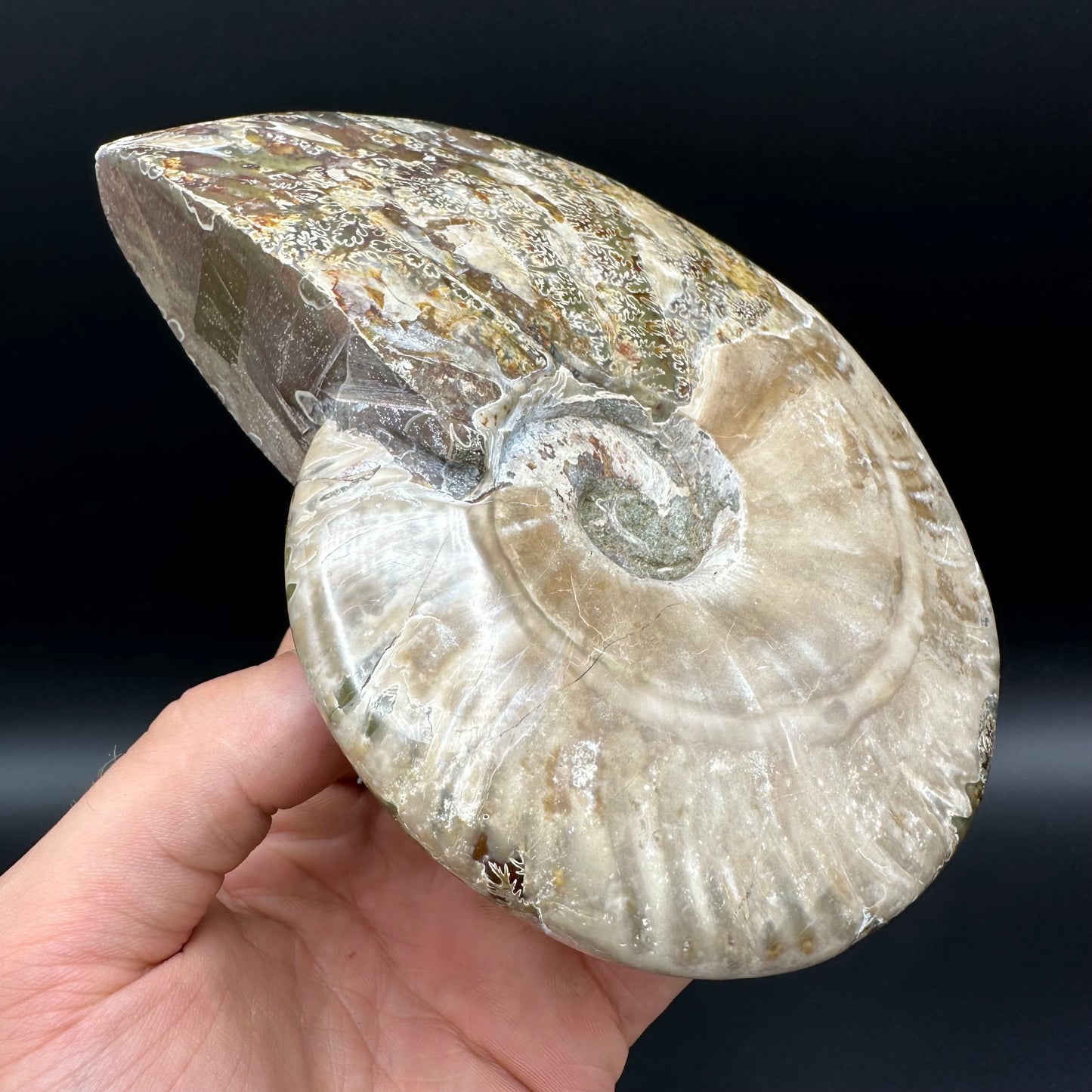 Cleoniceras Ammonite Fossil With Stand - Cretaceous Ammonite Madagascar