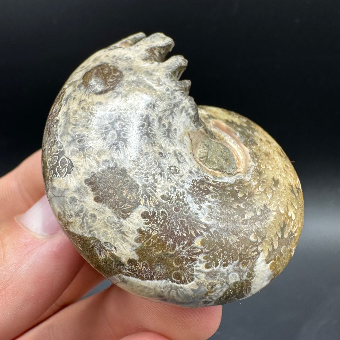 Phylloceras Ammonite Fossil With Box And Stand - Cretaceous Ammonite Madagascar