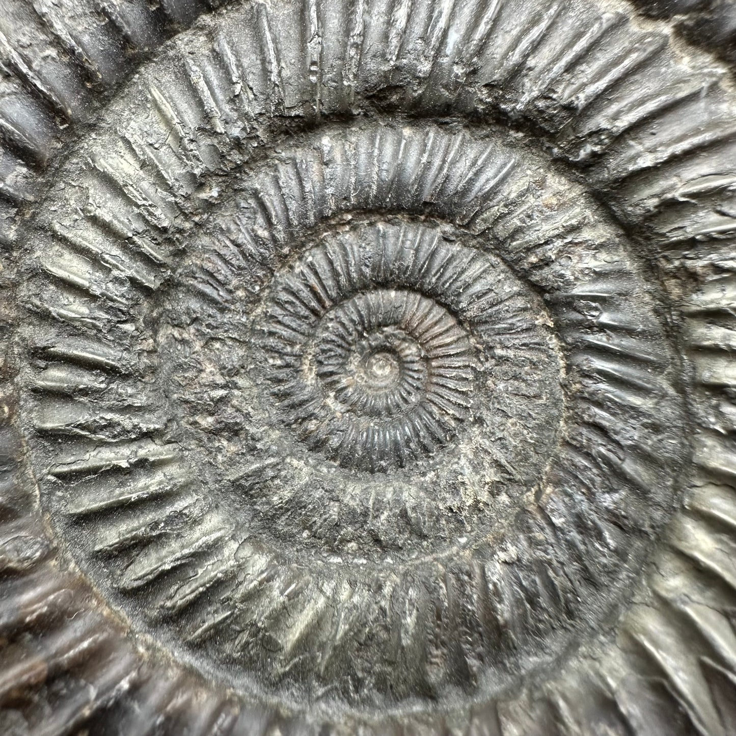 Dactylioceras Ammonite Fossil With Box And Stand - Whitby, North Yorkshire Jurassic Coast Yorkshire Fossils