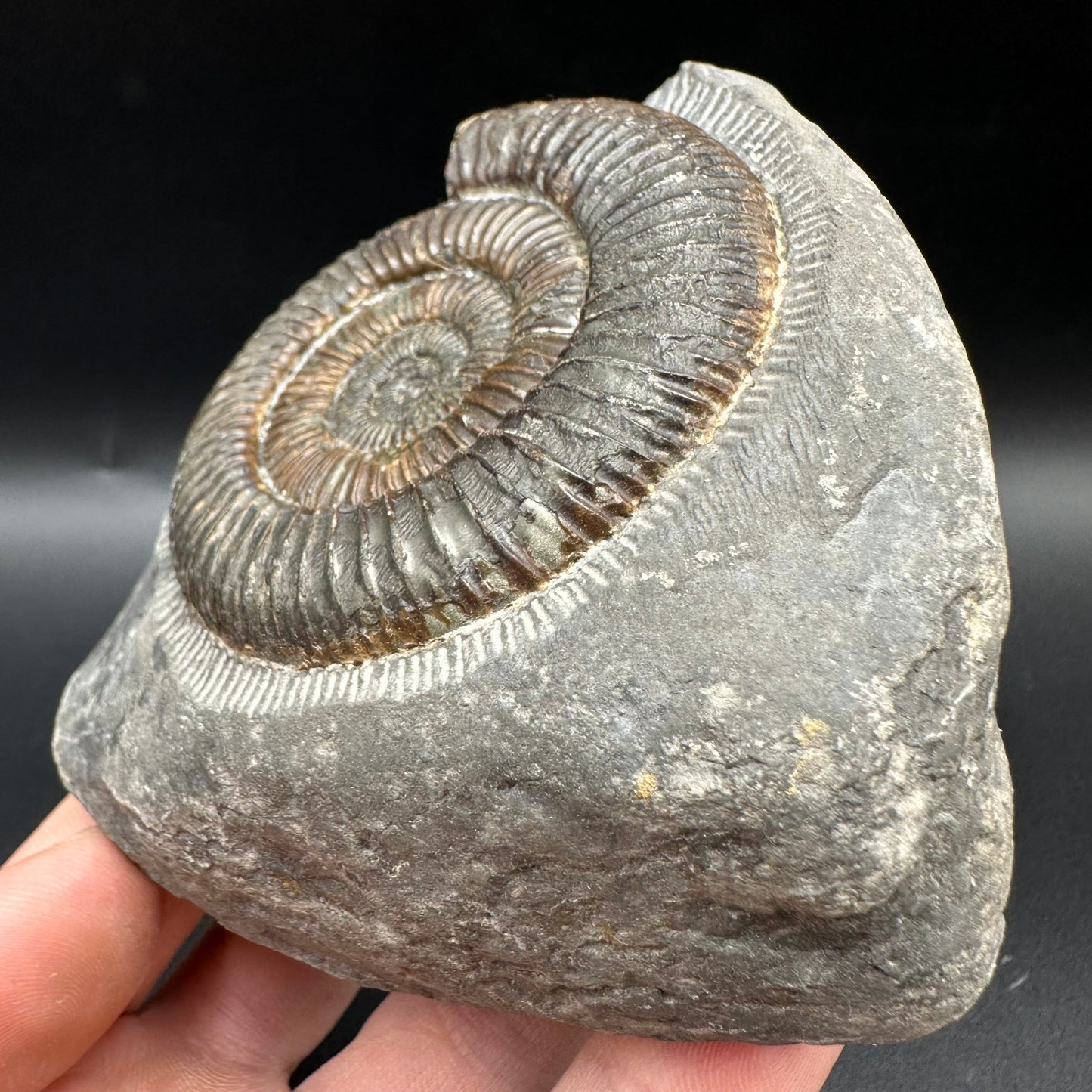 Dactylioceras Ammonite Fossil With Box And Stand - Whitby, North Yorkshire Jurassic Coast Yorkshire Fossils