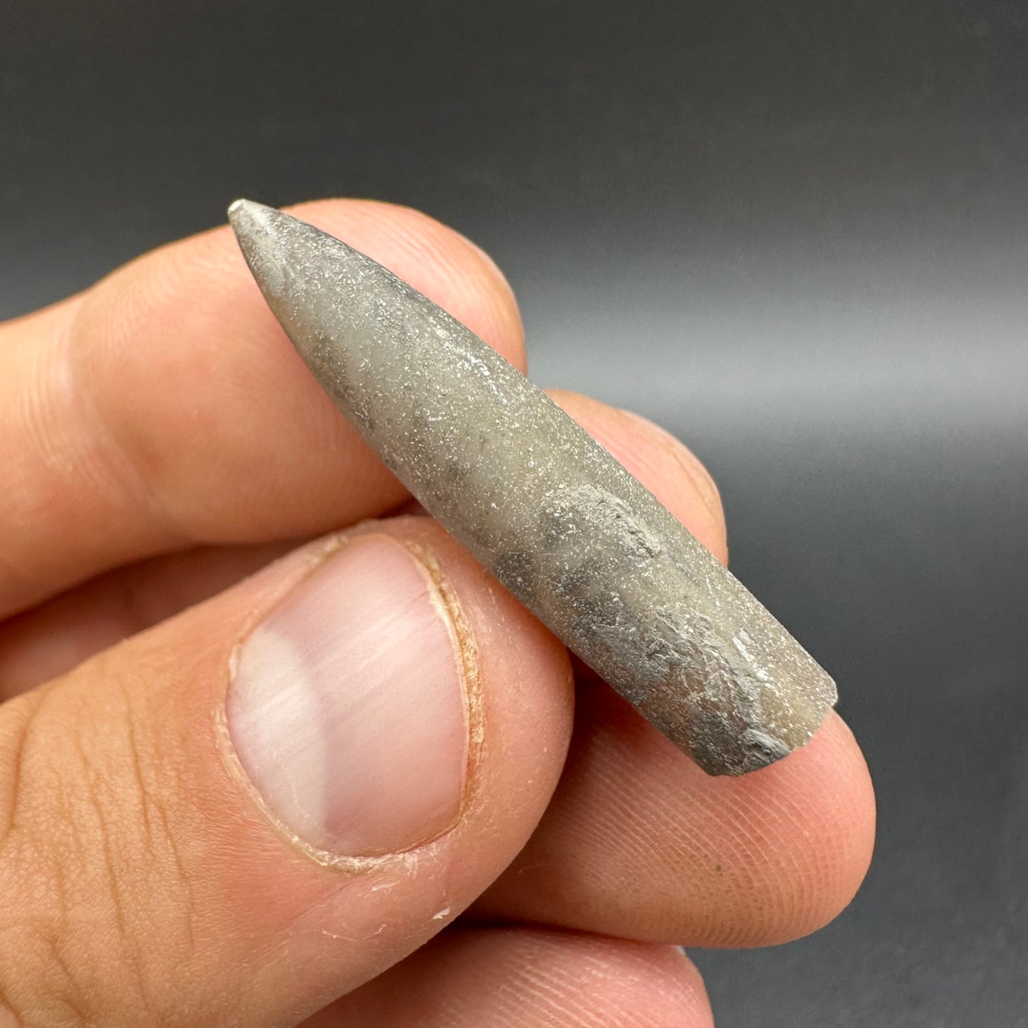 Belemnite (Fossil Squid) shell fossil - Whitby, North Yorkshire Jurassic Coast Yorkshire Fossils