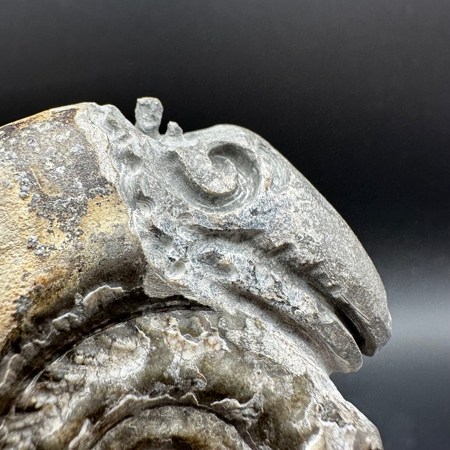 Snakestone Ammonite Fossil With Bag/Box And Stand - Whitby, North Yorkshire Jurassic Coast Yorkshire Fossils