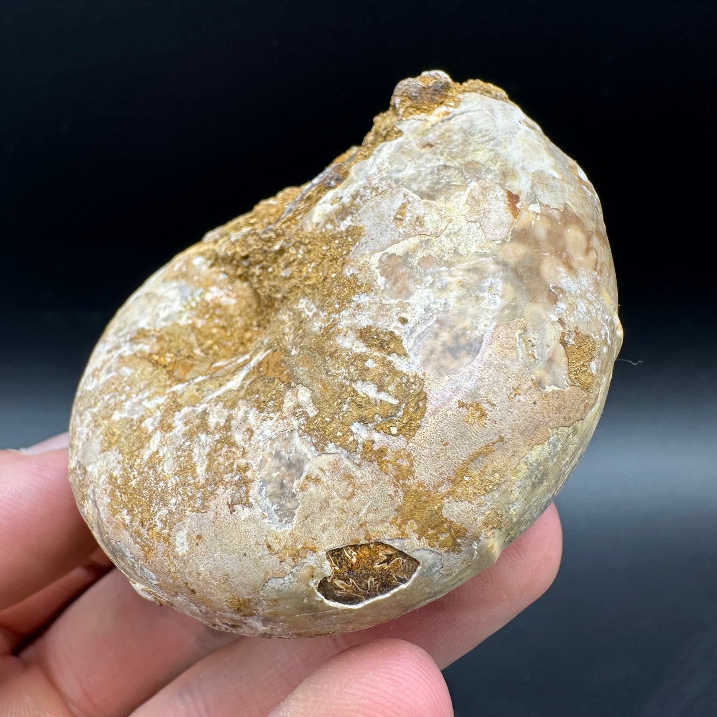 Phylloceras Ammonite Fossil With Box And Stand - Cretaceous Ammonite Madagascar