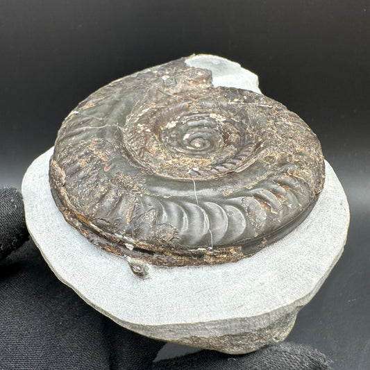 Hildoceras Bifrons Ammonite fossil with box and stand - Whitby, North Yorkshire Jurassic Coast, Yorkshire Fossils from the Jurassic Coast