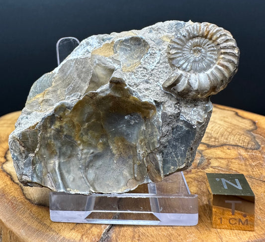 Androgynoceras capricornus Ammonite Fossil With Box And Stand - Whitby, North Yorkshire Jurassic Coast Yorkshire Fossils