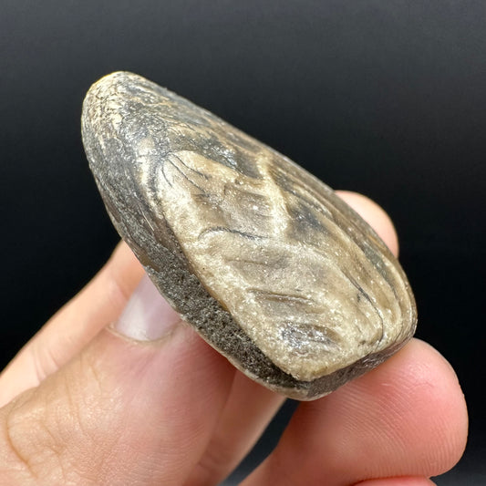 Shell fossil with box and stand - Whitby, North Yorkshire, Jurassic Coast, Yorkshire Fossils