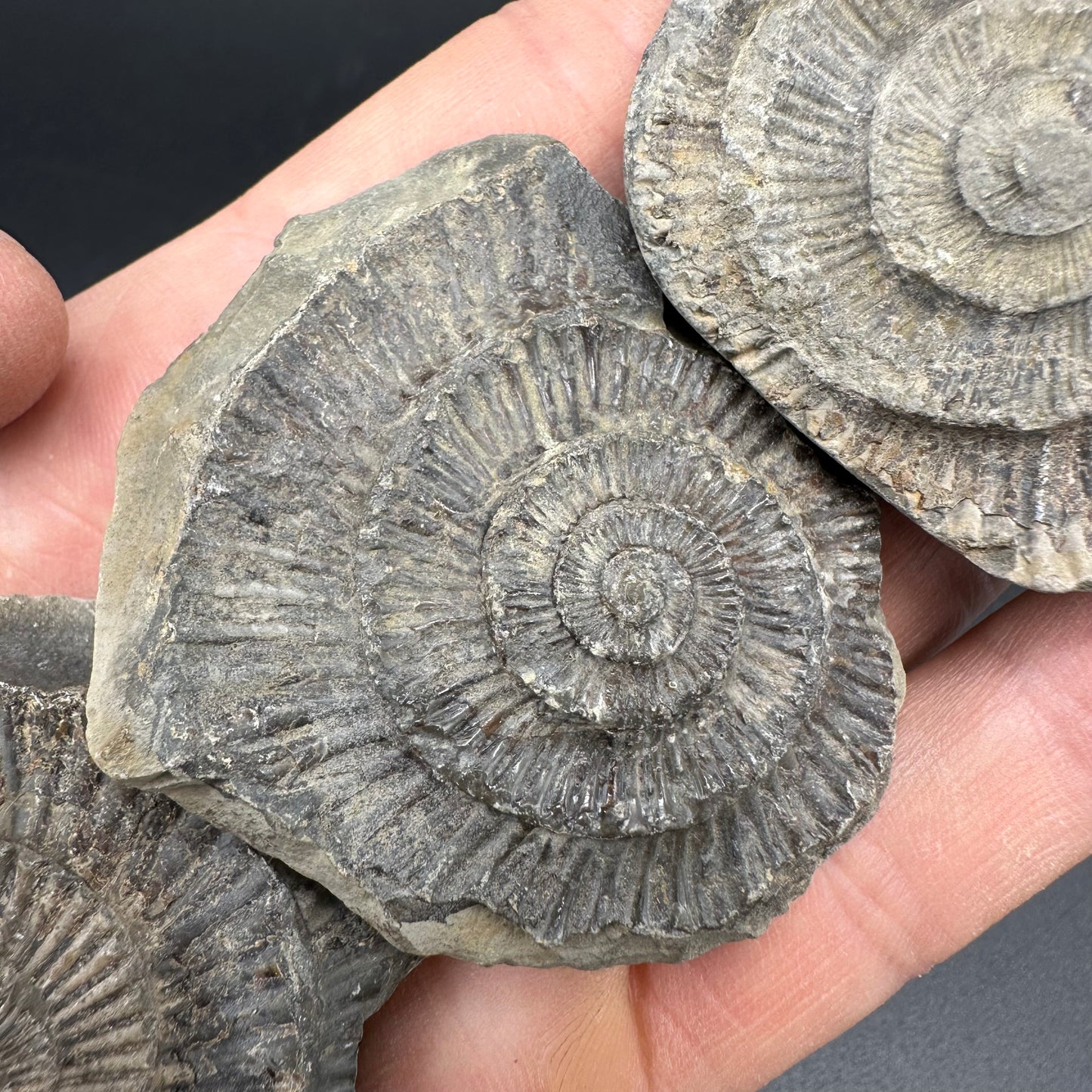 Dactylioceras imprint (negative) bundle ammonite shell fossil with box - Whitby, North Yorkshire, Yorkshire Fossils