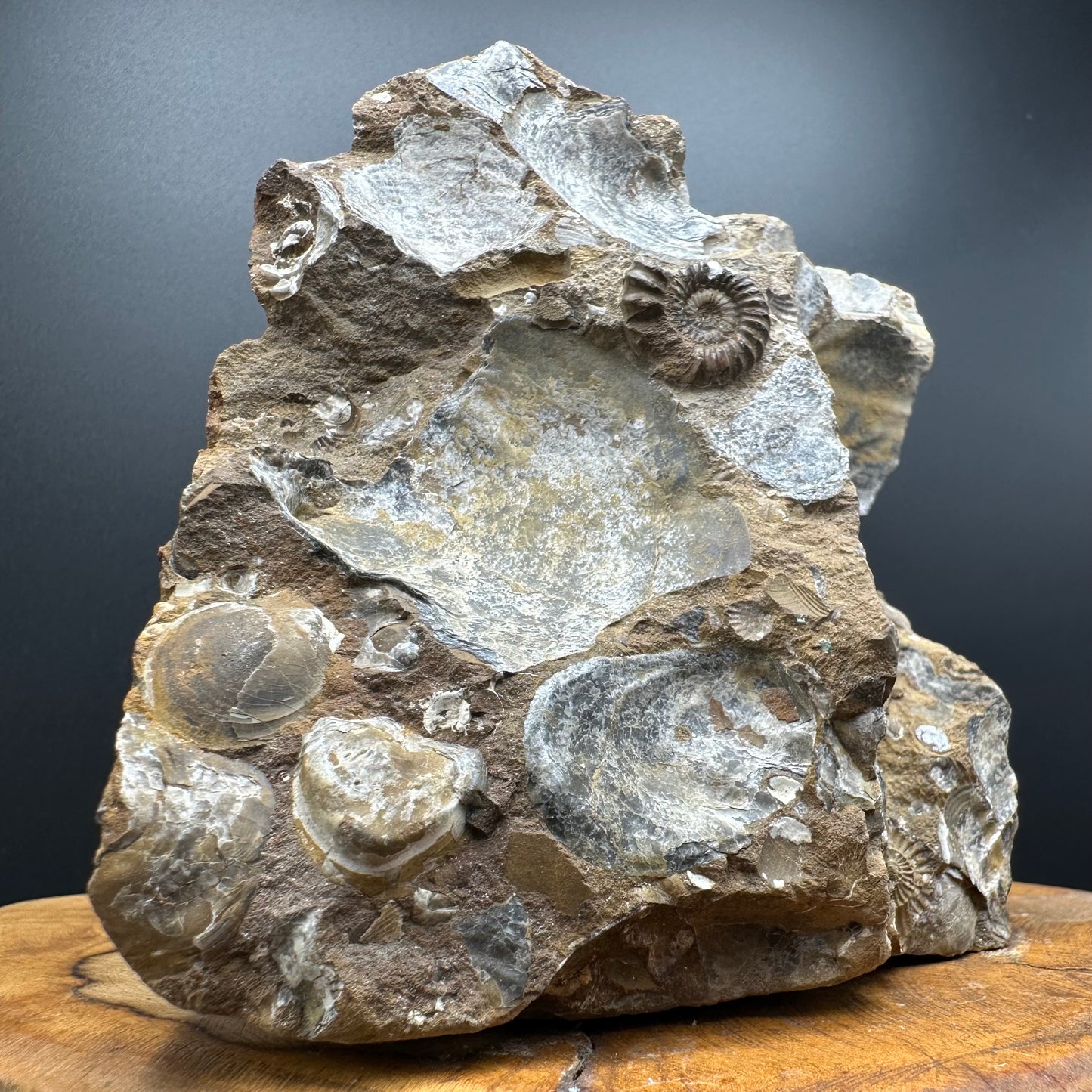 Androgynoceras capricornus Ammonite Fossil With Stand - Whitby, North Yorkshire Jurassic Coast Yorkshire Fossils