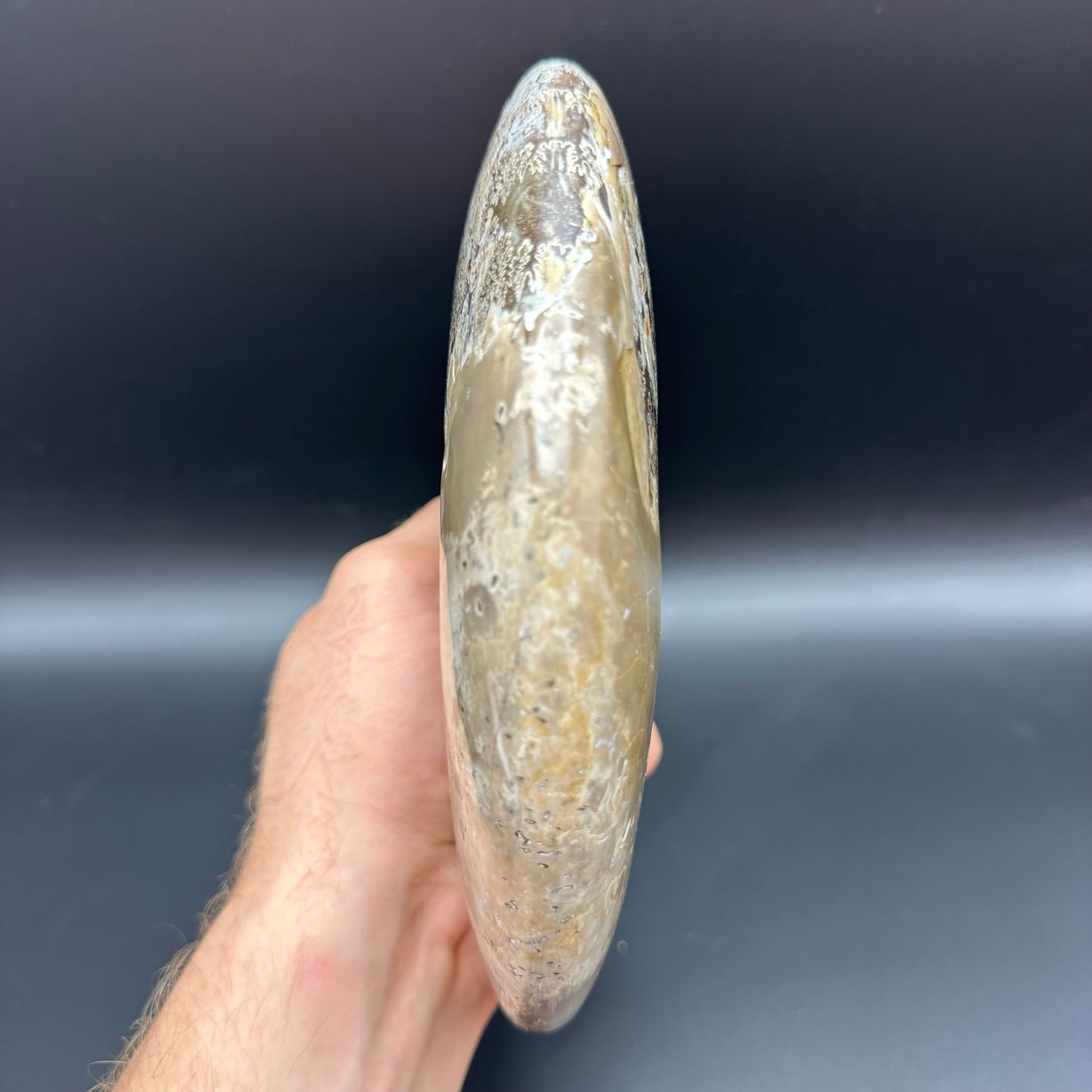 Cleoniceras Ammonite Fossil With Stand - Cretaceous Ammonite Madagascar