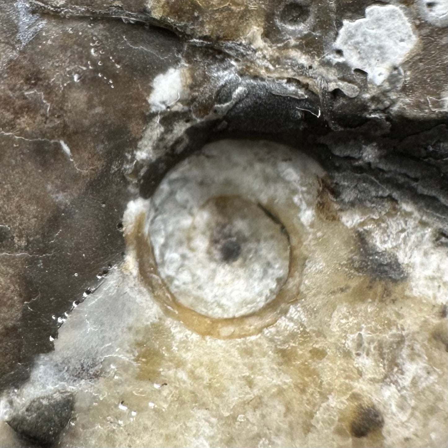 Eleganticeras Elegantulum ammonite fossil with box and stand - Whitby, North Yorkshire Jurassic Coast, Yorkshire Fossils