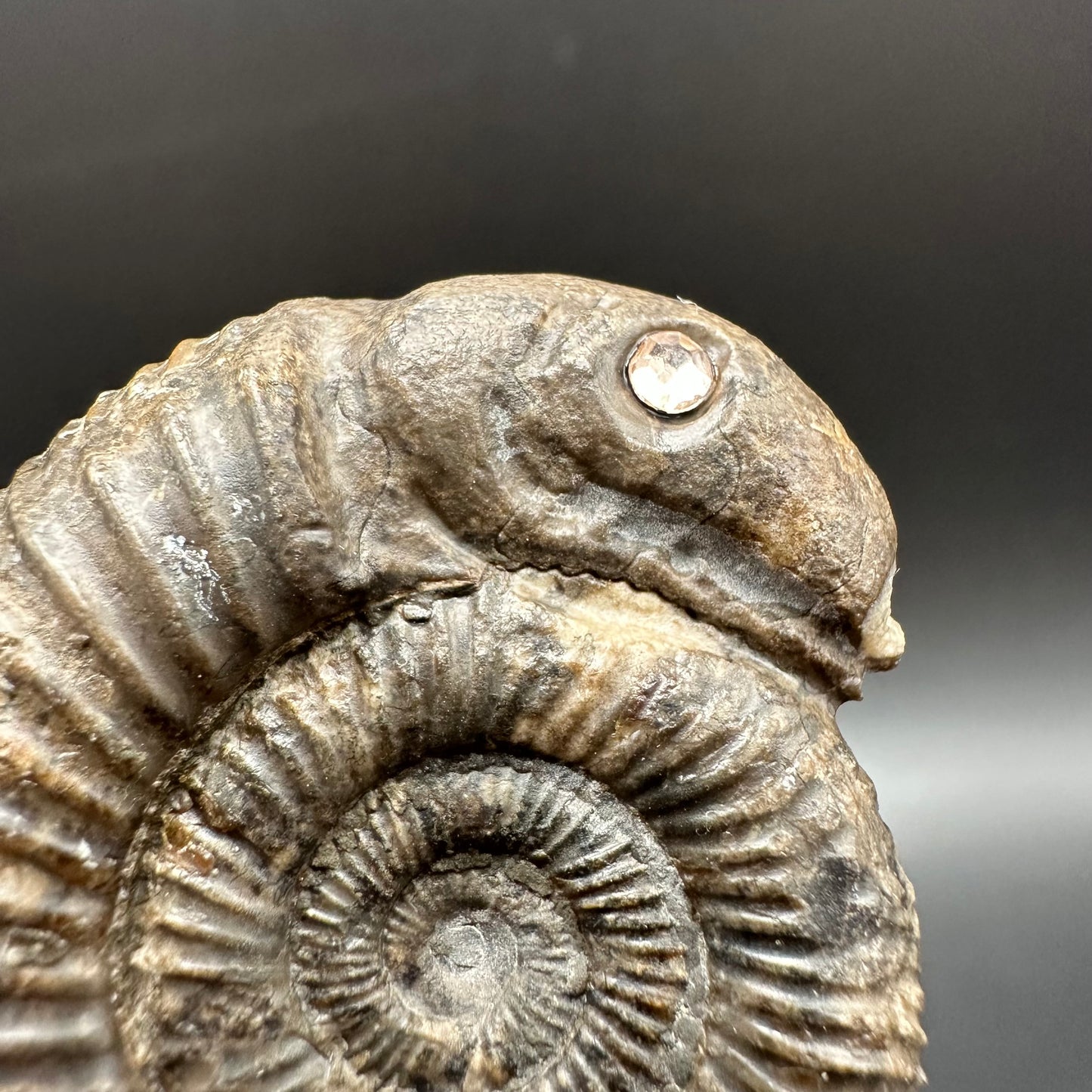 Snakestone Ammonite Fossil With Bag/Box And Stand - Whitby, North Yorkshire Jurassic Coast Yorkshire Fossils