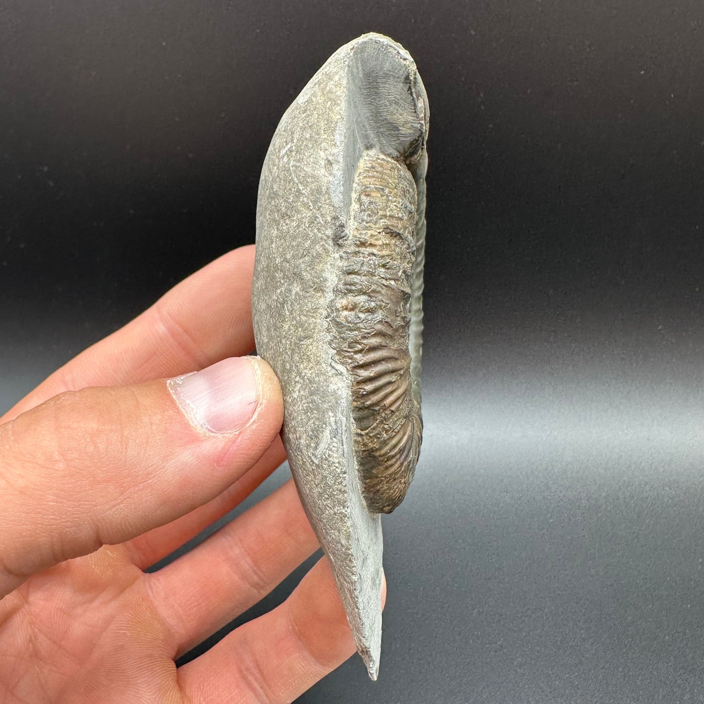 Dactylioceras Ammonite Fossil With Box And Stand - Whitby, North Yorkshire Jurassic Coast Yorkshire Fossils