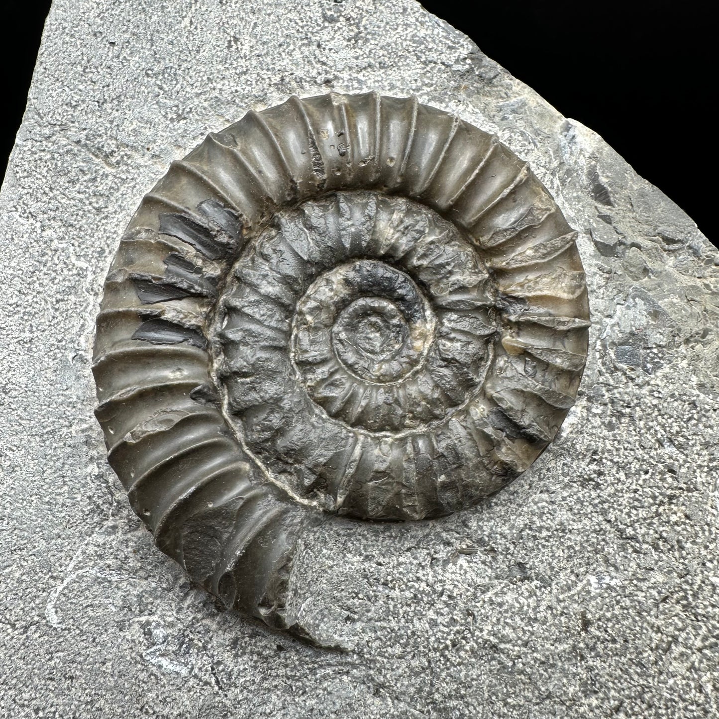 Arnioceras ammonite shell fossil with stand - Whitby, North Yorkshire Jurassic Coast Yorkshire Fossils