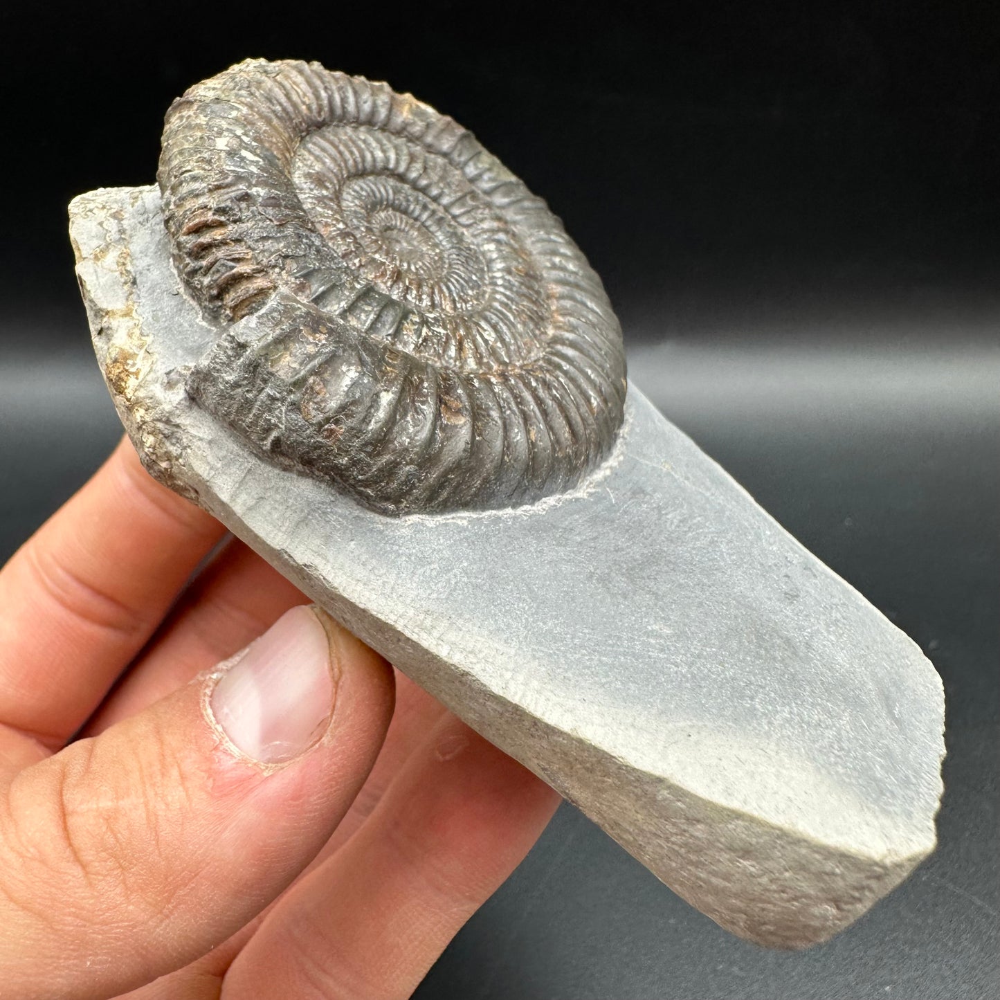Dactylioceras Ammonite Fossil With Box And Stand - Whitby, North Yorkshire Jurassic Coast Yorkshire Fossils