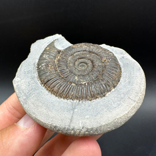 Dactylioceras Ammonite Fossil With Box And Stand - Whitby, North Yorkshire Jurassic Coast Yorkshire Fossils