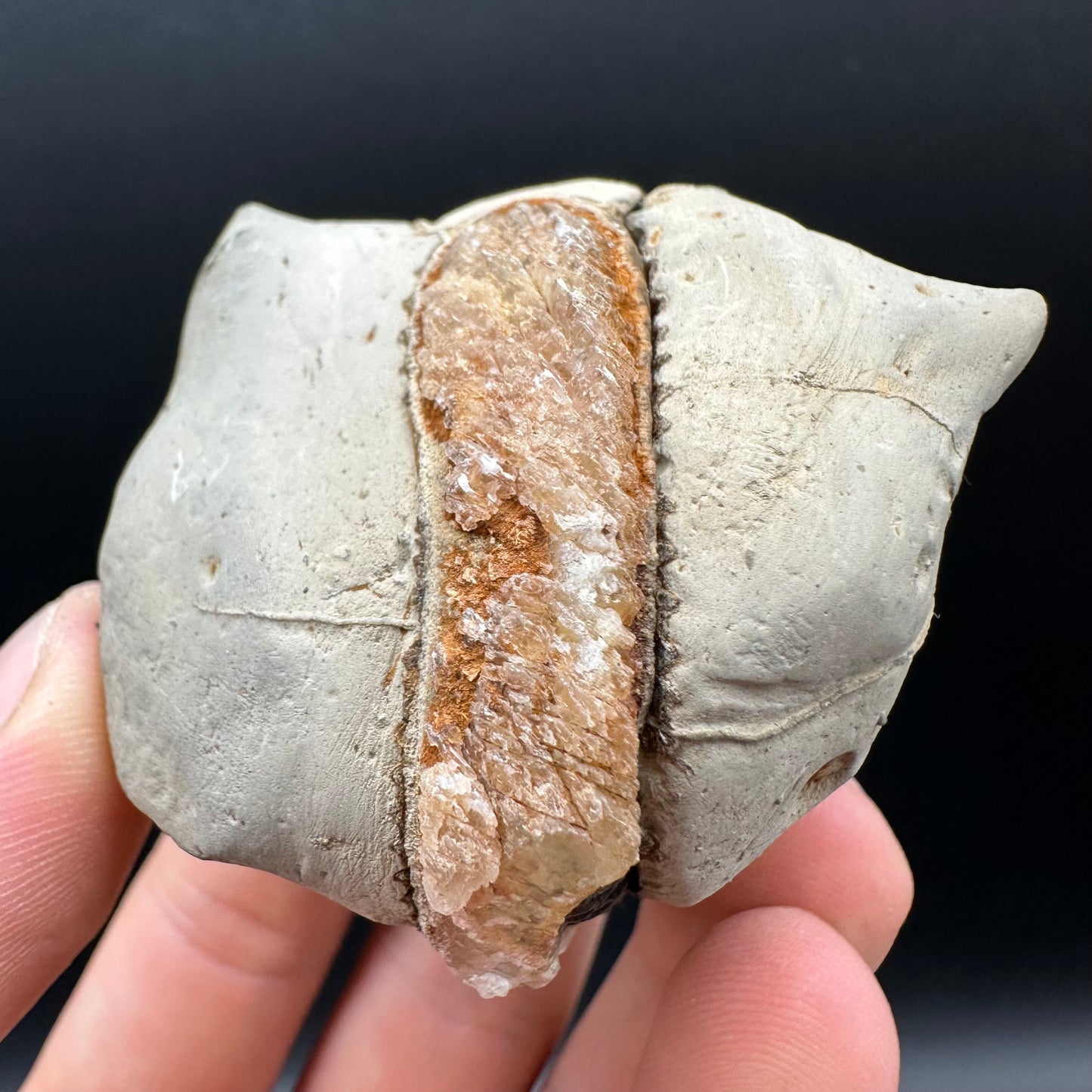 Dactylioceras Ammonite nodule (split pair) Fossil With Box And Stand - Whitby, North Yorkshire Jurassic Coast Yorkshire Fossils
