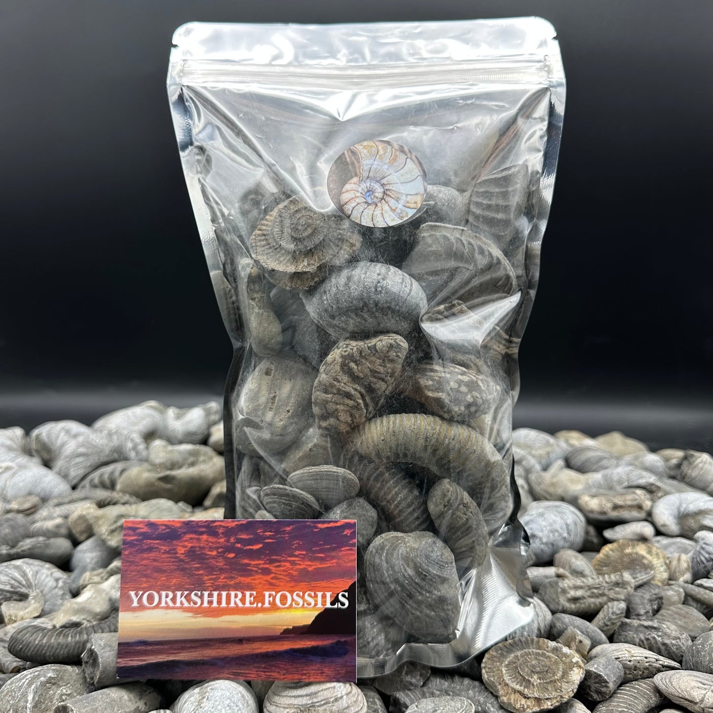 Jumbo Jurassic Jumble - Yorkshire Fossils Mystery Variety Fossil Bag - Whitby, North Yorkshire Jurassic Coast