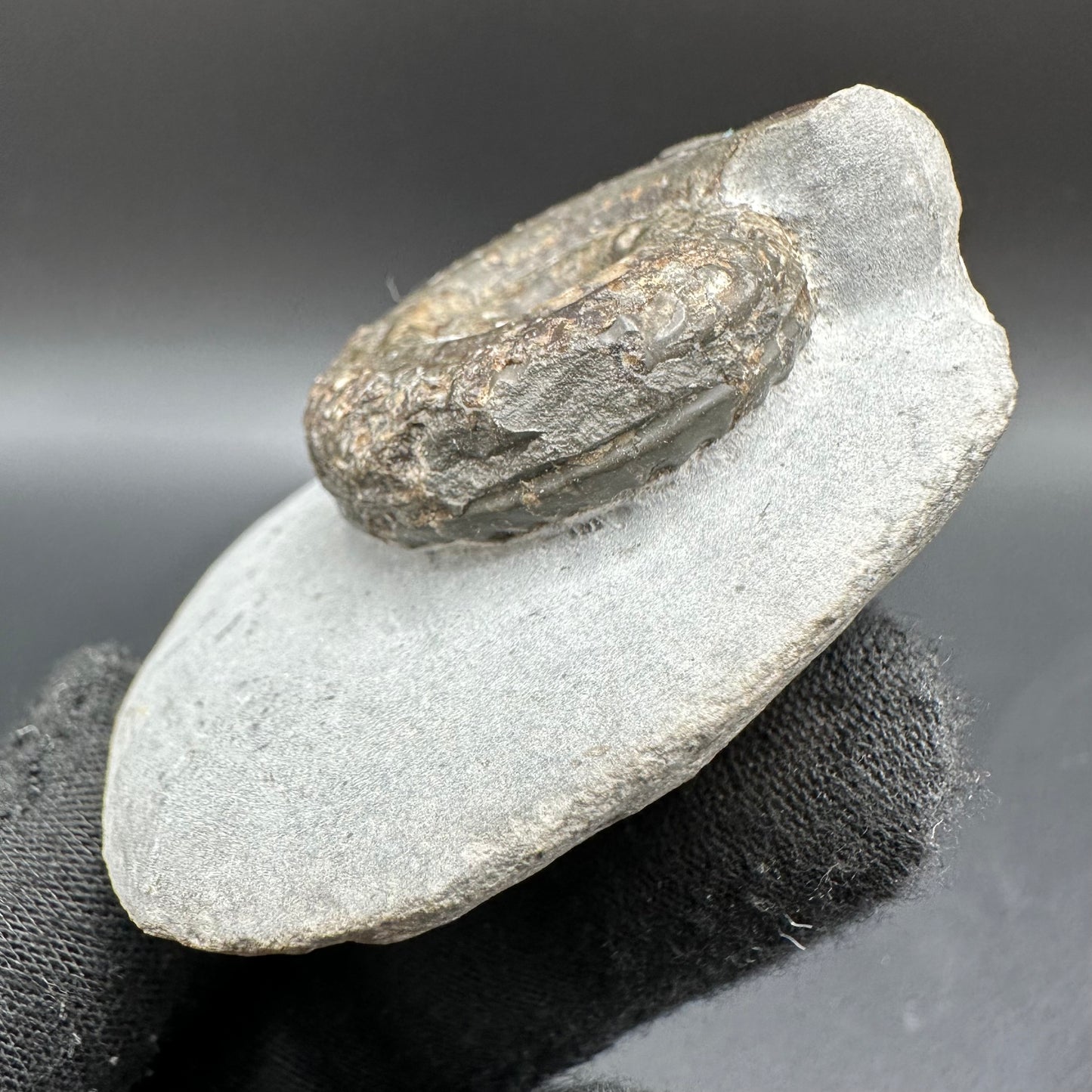 Hildoceras Bifrons Ammonite fossil with box and stand - Whitby, North Yorkshire Jurassic Coast, Yorkshire Fossils from the Jurassic Coast