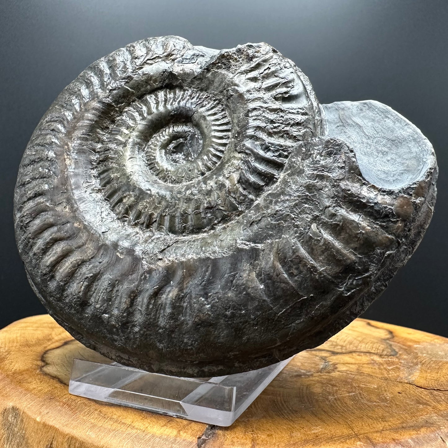 Hildoceras lusitanicum Ammonite fossil with stand - Whitby, North Yorkshire, Jurassic Coast, Yorkshire Fossils from the Jurassic Coast