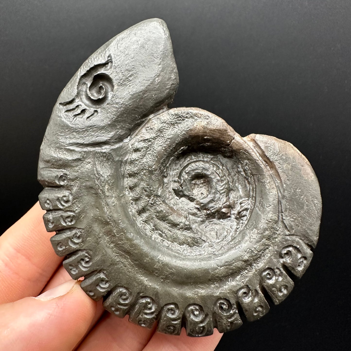 Snakestone Ammonite Fossil With Bag/Box And Stand - Whitby, North Yorkshire Jurassic Coast Yorkshire Fossils