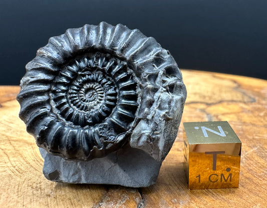 Gagaticeras Ammonite fossil with box and stand - Whitby, North Yorkshire Jurassic Coast Yorkshire Fossils