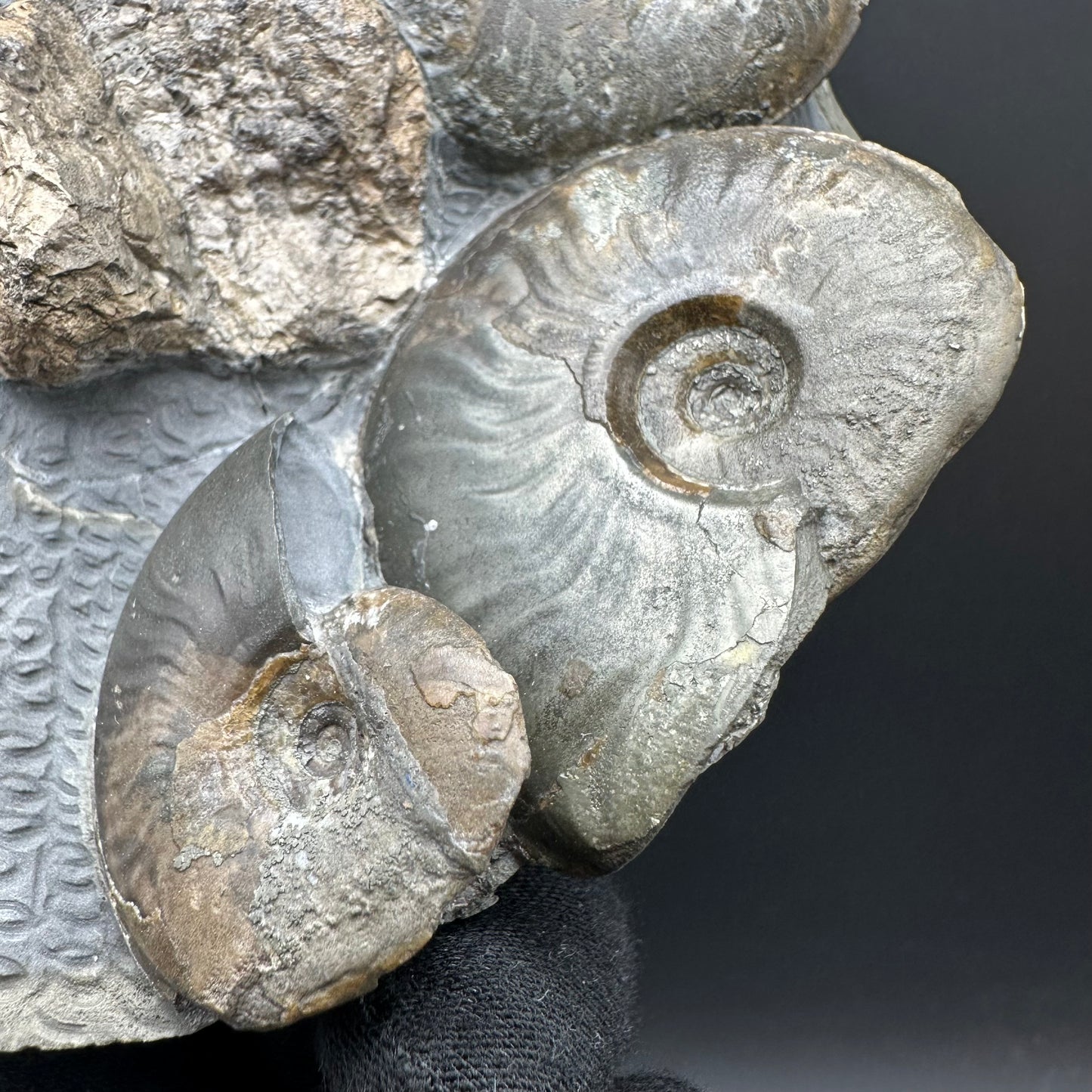 Eleganticeras Elegantulum ammonite / Coprolite fossil with box and stand - Whitby, North Yorkshire Jurassic Coast, Yorkshire Fossils