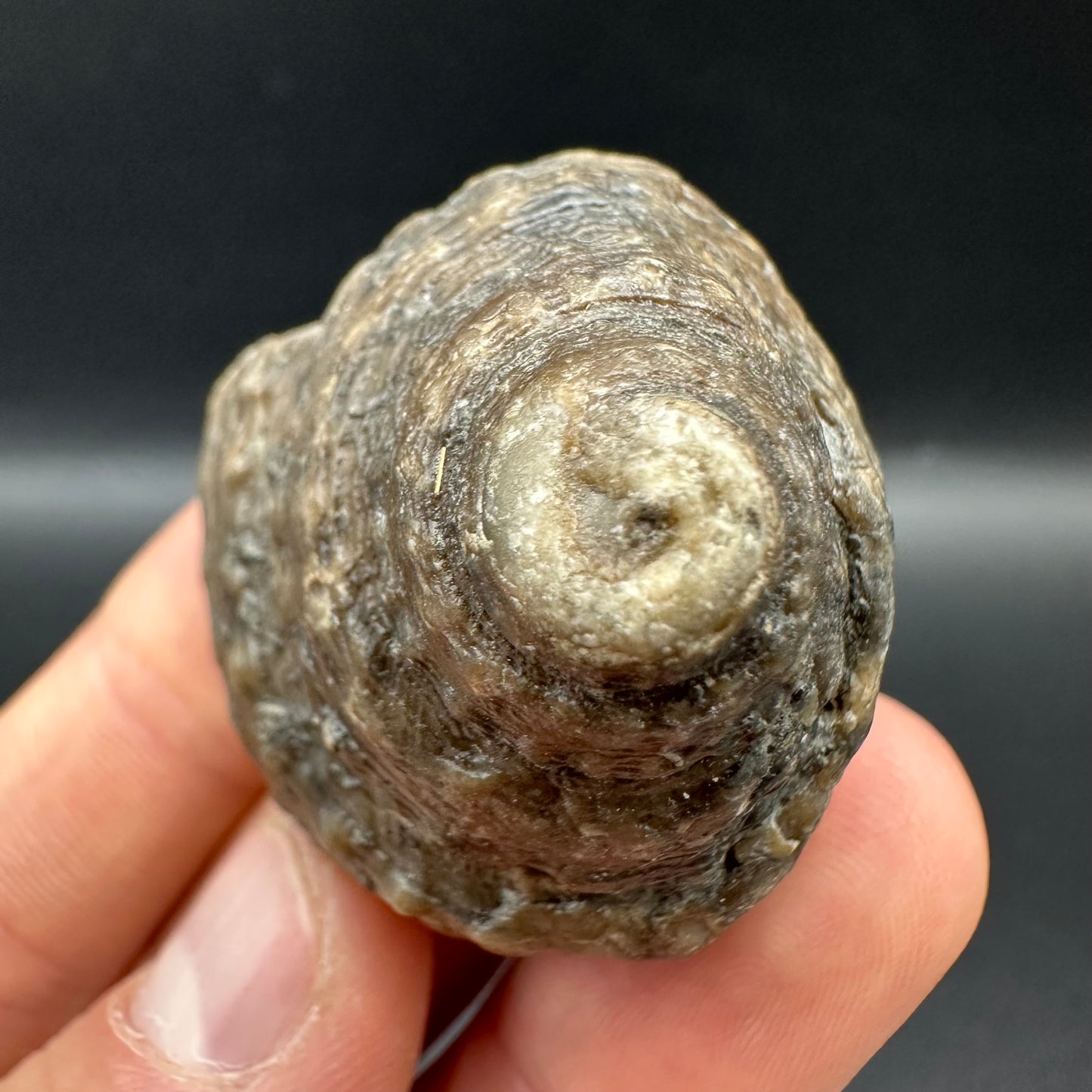 Gastropod Shell Fossil With Box And Stand - Whitby, North Yorkshire, Jurassic Coast, Yorkshire Fossils