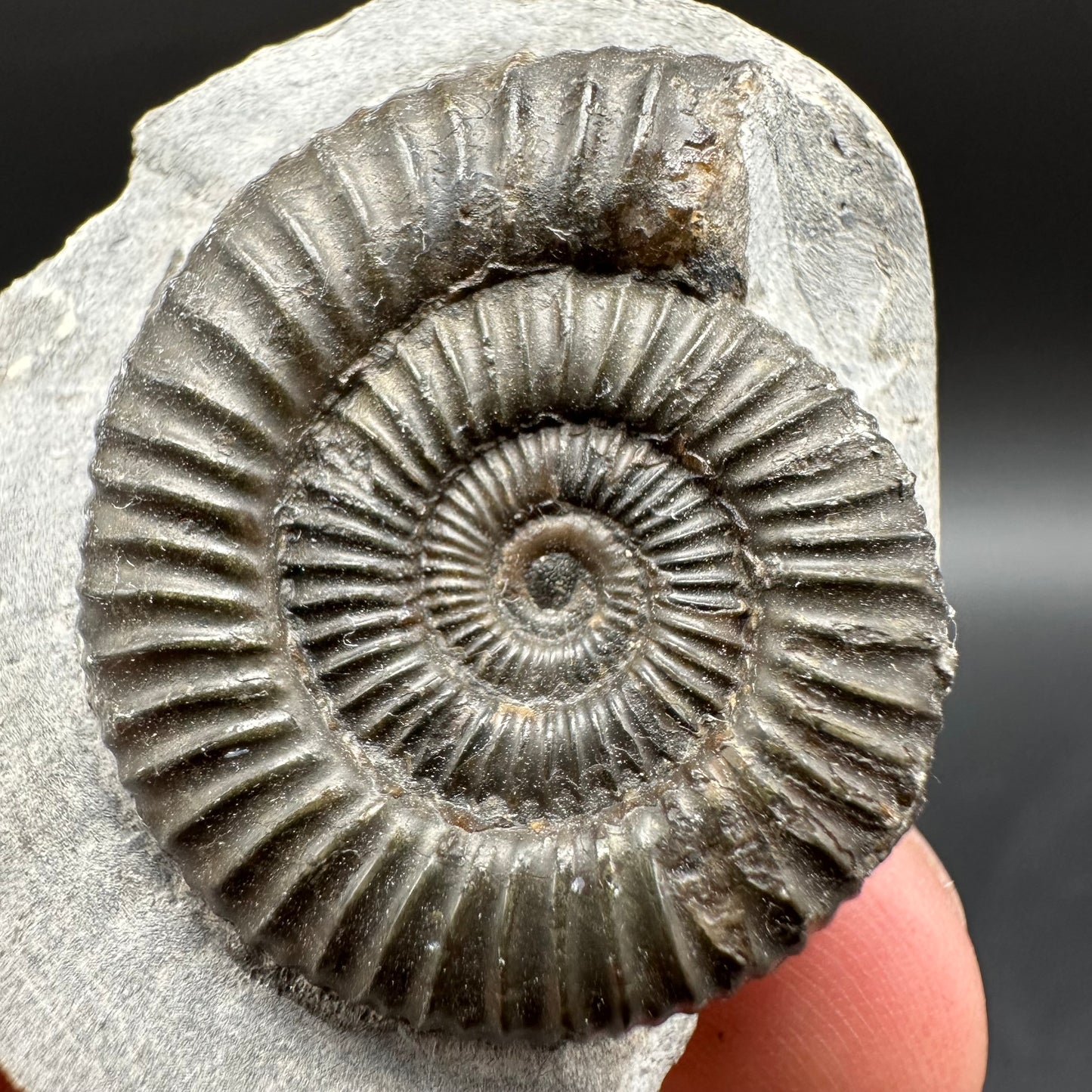 Dactylioceras Ammonite Fossil With Box And Stand - Whitby, North Yorkshire Jurassic Coast Yorkshire Fossils