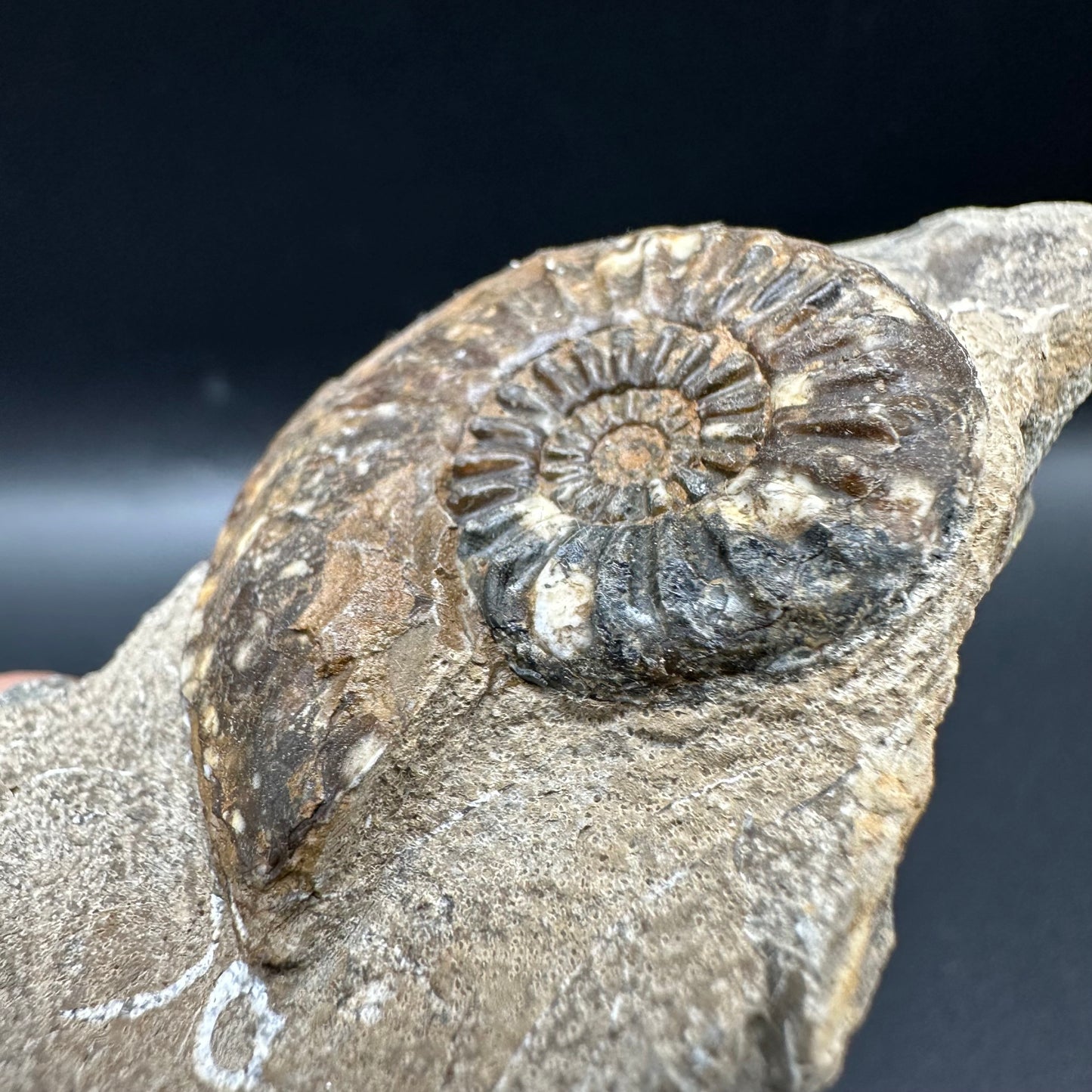 Amaltheus subnodosus Ammonite fossil with box and stand - Whitby, North Yorkshire Jurassic Coast Yorkshire Fossils