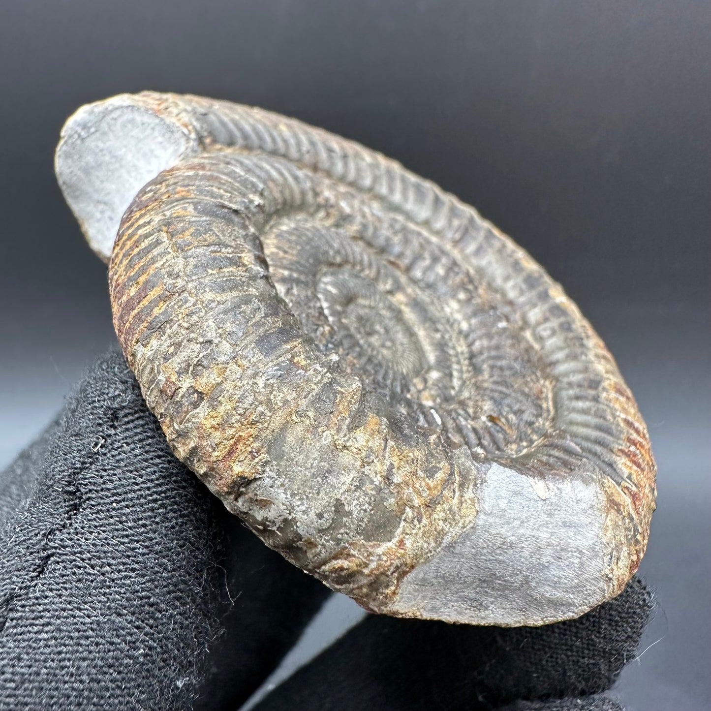 Dactylioceras Ammonite Fossil With Box And Stand - Whitby, North Yorkshire Jurassic Coast Yorkshire Fossils