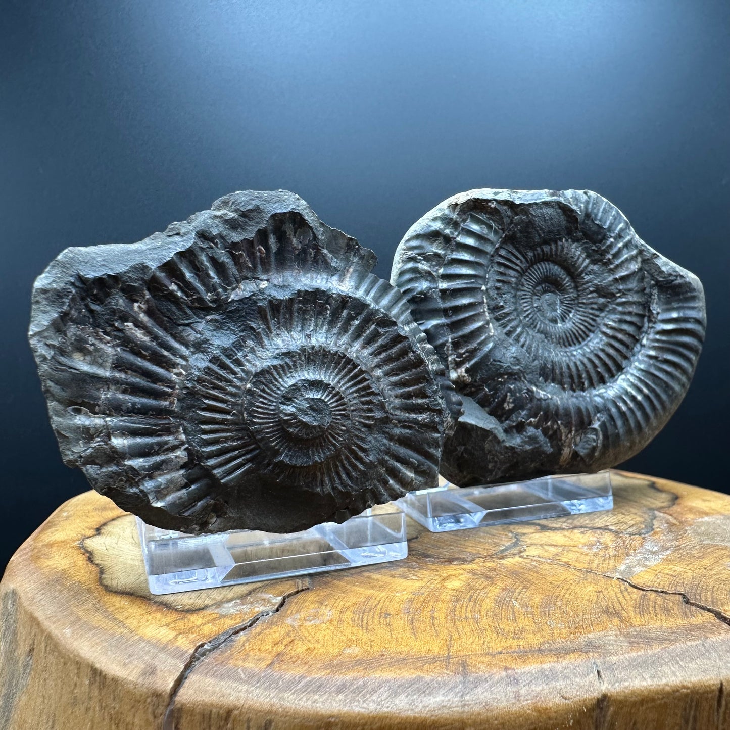 Dactylioceras Ammonite nodule (split pair) Fossil With Box And Stand - Whitby, North Yorkshire Jurassic Coast Yorkshire Fossils