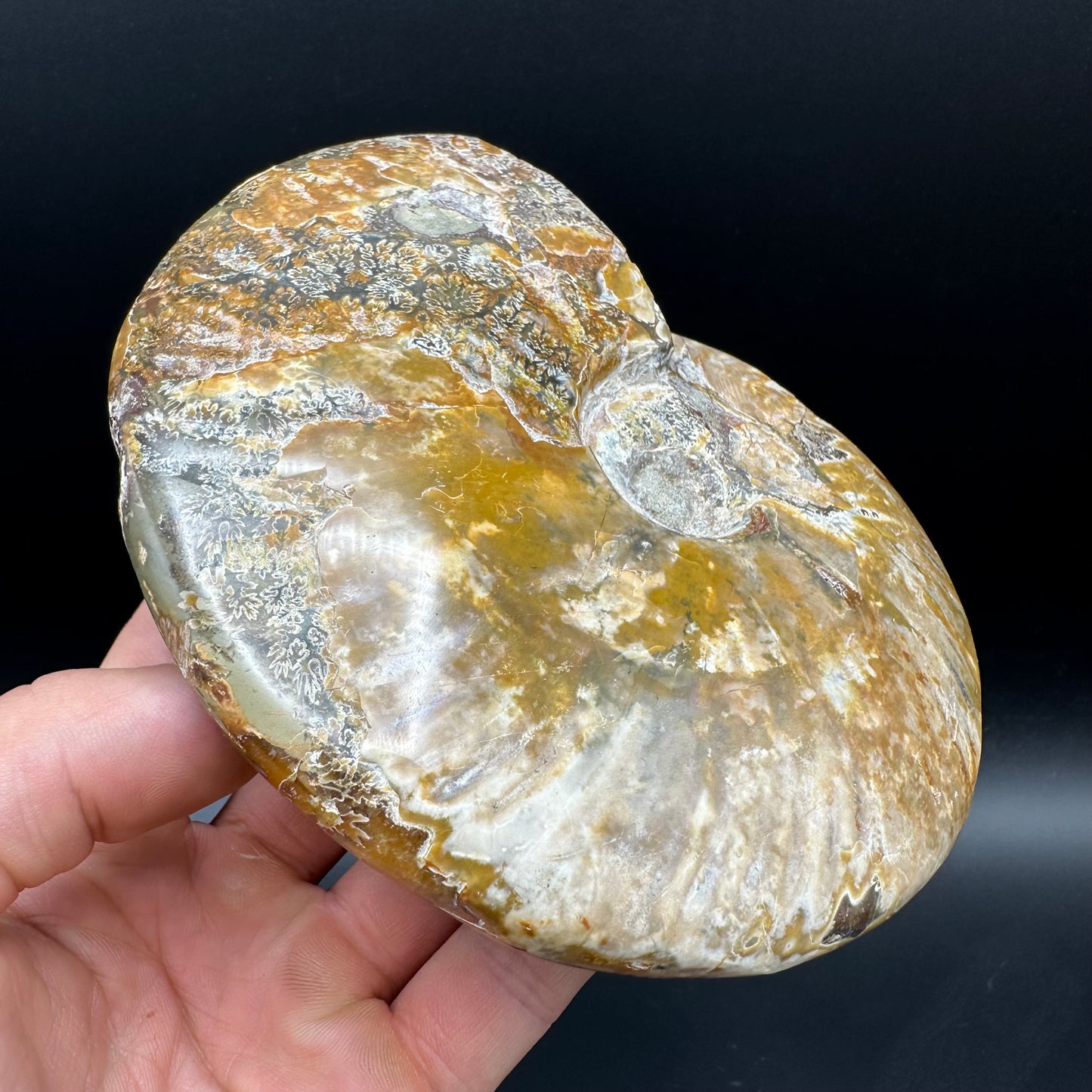 Cleoniceras Ammonite Fossil With Stand - Cretaceous Ammonite Madagascar
