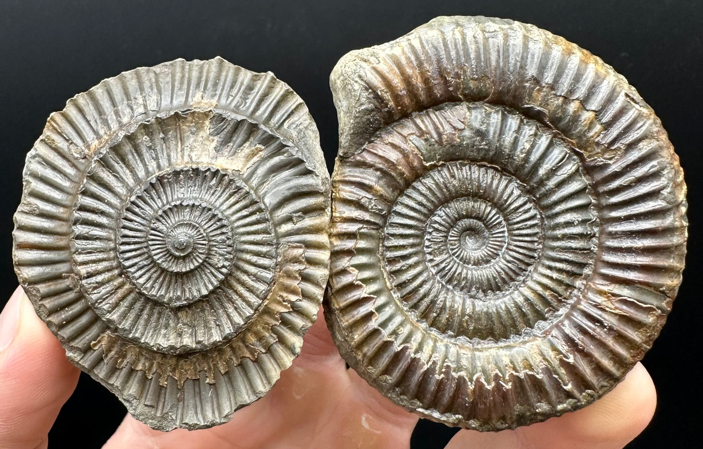 Dactylioceras Ammonite nodule (split pair) Fossil With Box And Stand - Whitby, North Yorkshire Jurassic Coast Yorkshire Fossils